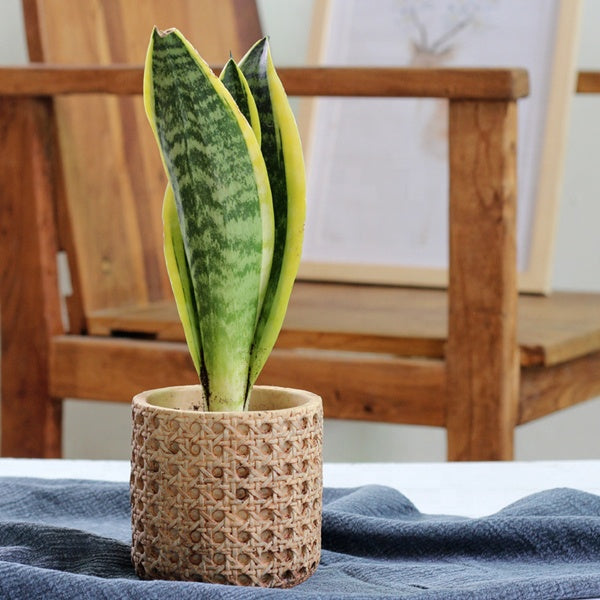 Cement Green Plant Flower Pot