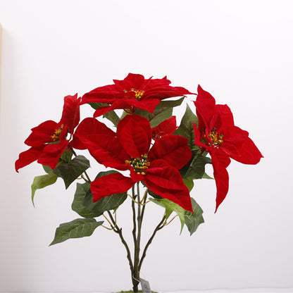 Discover the Enchanting Christmas Flowers