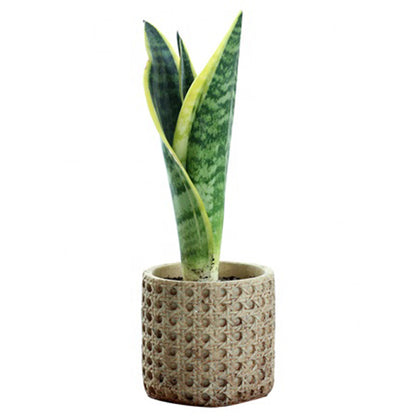 Cement Green Plant Flower Pot