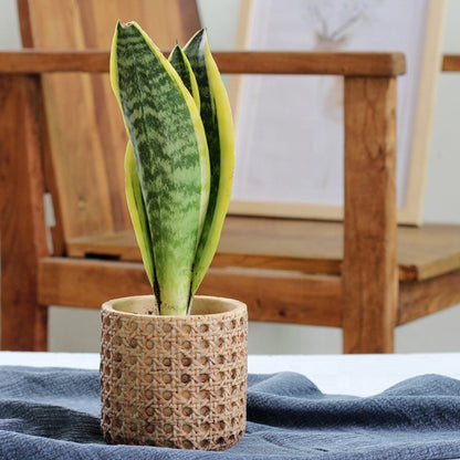 Cement Green Plant Flower Pot