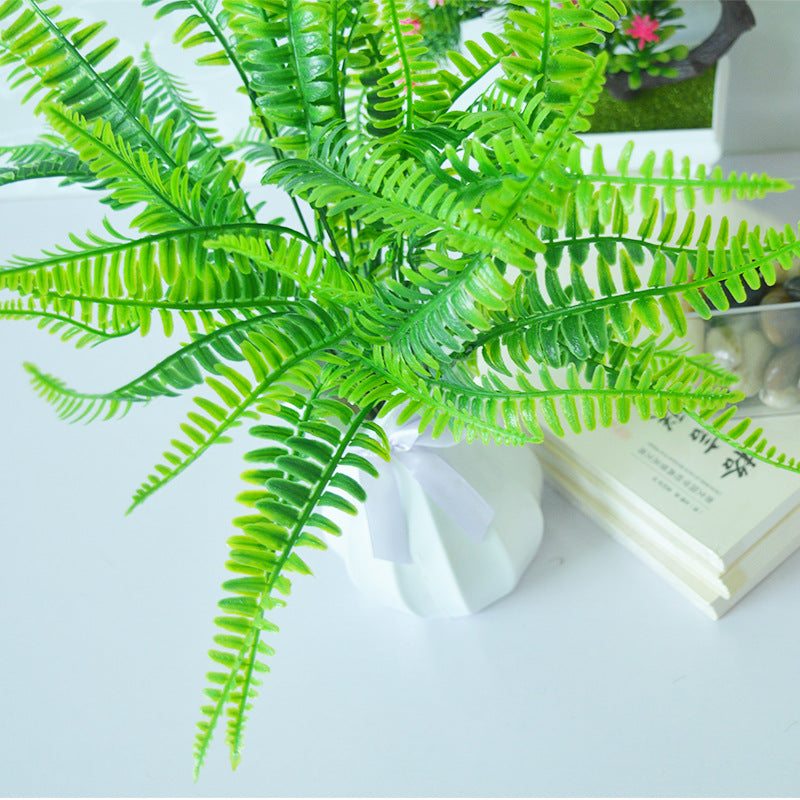 Simulita Persa Folia Bundle Filiko Folio Planto Muro