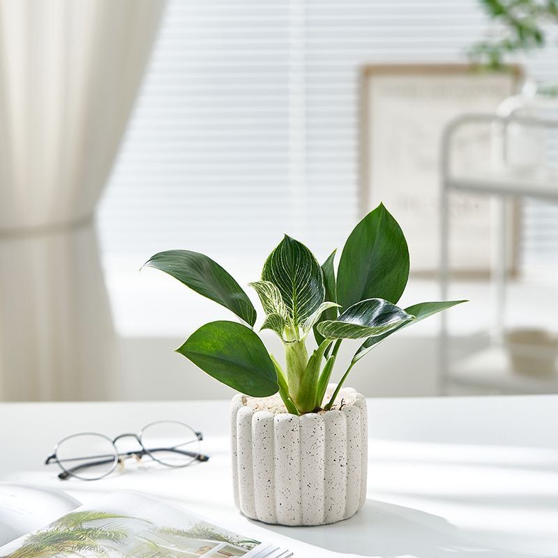 Цементный плантатор в форме палочки для печенья