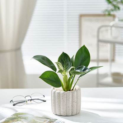 Цементный плантатор в форме палочки для печенья