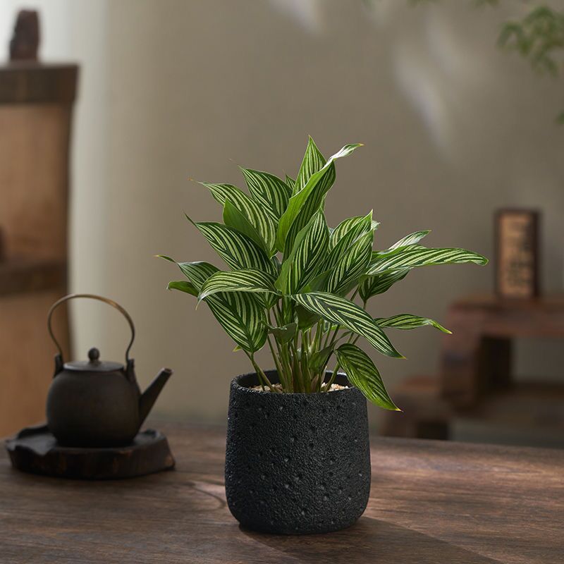 Минималистский цветочный горшок из вулканического камня и цемента