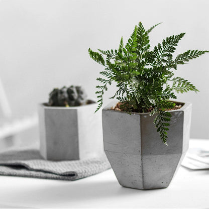 Neregula Hejma Cementplantisto