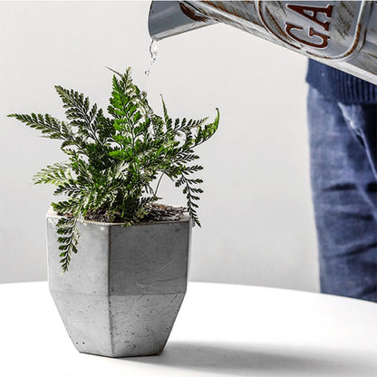 Neregula Hejma Cementplantisto