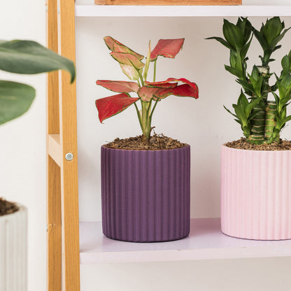 Minimalista Morande Cementa Florpoto