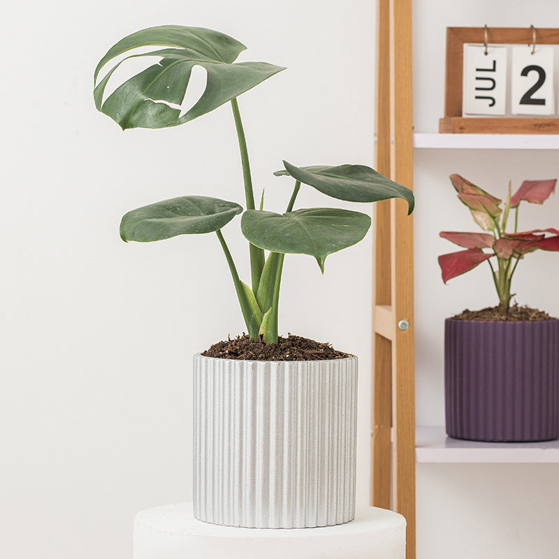 Minimalista Morande Cementa Florpoto