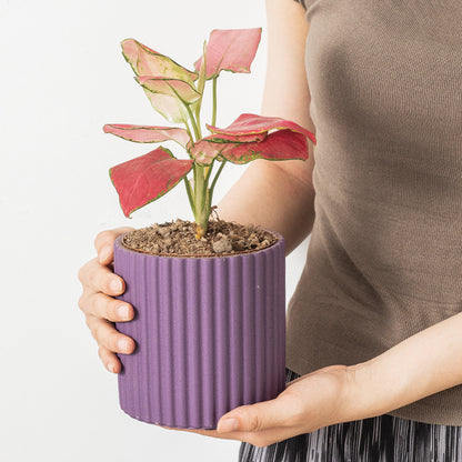 Minimalista Morande Cementa Florpoto