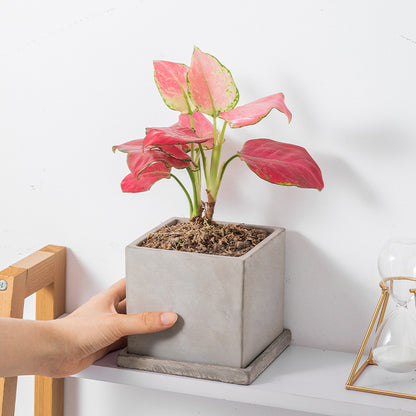 Minimalista Cementa Vazo Kun Pleto