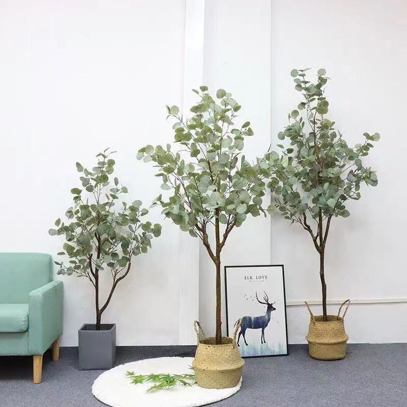 Verda Potita Eŭkalipto Granda Planto Simula Arbo