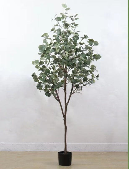 Verda Potita Eŭkalipto Granda Planto Simula Arbo