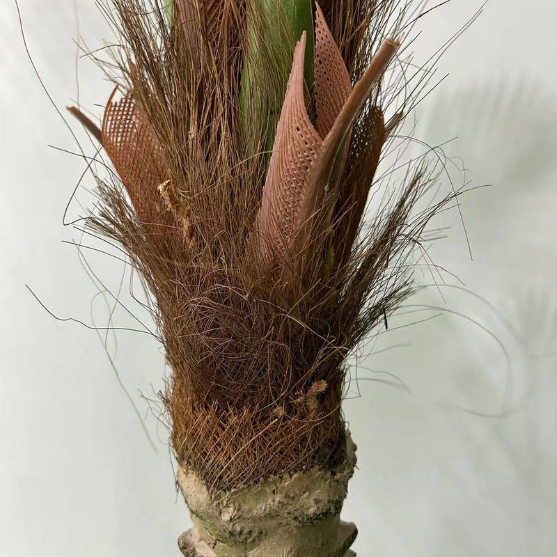 Simulita Kokosa Arbo Ornamaj Potitaj Grandaj Plantoj