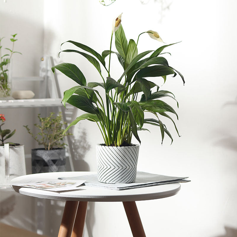 Black Patterned Cement Vase