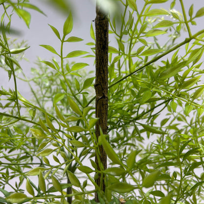 Simulated Plant Nantianzhu Potted Indoor False Green Plant