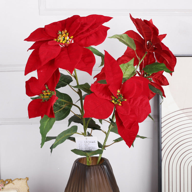 Discover the Enchanting Christmas Flowers