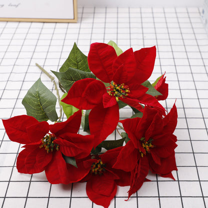 Discover the Enchanting Christmas Flowers