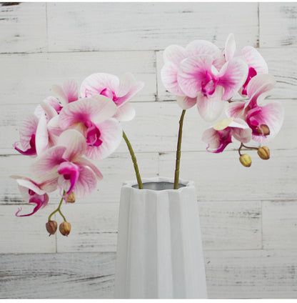 3D Simulation 6-Headed Butterfly Orchid