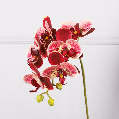3D Simulation 6-Headed Butterfly Orchid